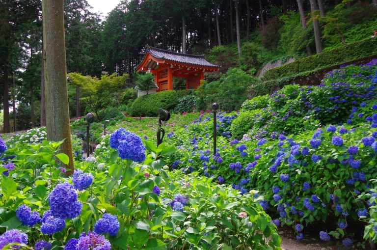 三室戶寺的紫陽花，前疫情時代的某個六月天，筆者攝於京都宇治。圖/取自一個律師的筆記本