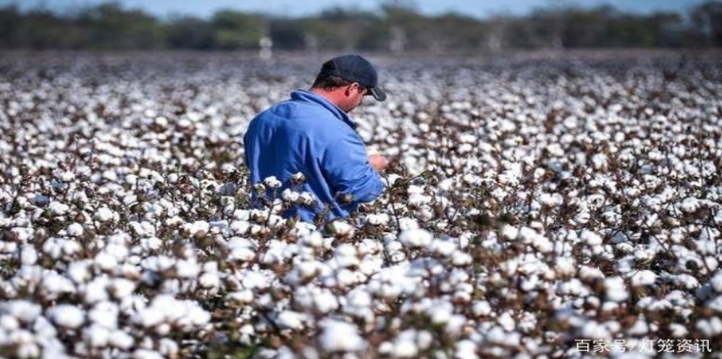 全球棉花現在供不應求，澳洲棉花賣出了 10 年以來的最高價。   圖 : 翻攝自百家號/ 燈籠資訊